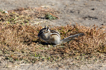 Close up of a chipmunk feeding