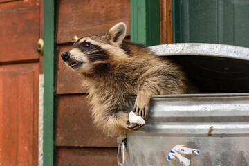 Raccoon (Procyon lotor) Leans Out of Garbage Can With Marshmallow in Paws - 730307749