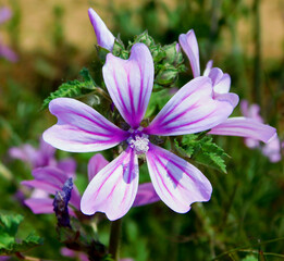 Fototapeta premium purple flower of mallow on macro