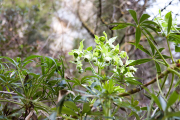 Helleborus Foetidus flowers in the forest