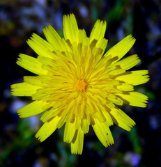 agoseris yellow flower in wild