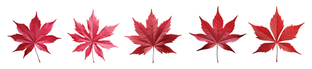 Japanese maple leaf vector set isolated on white background