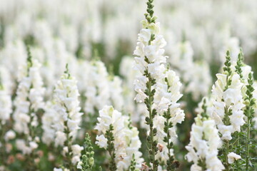 A vibrant spring scene with a blooming tree and flowers in a garden, showcasing the beauty of nature's blossoms