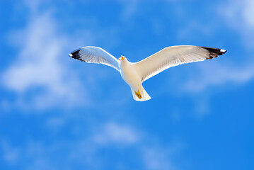 Herring Gull (Larus Argentatus) in blue sky