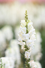 A vibrant spring scene with a blooming tree and flowers in a garden, showcasing the beauty of nature's blossoms