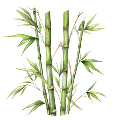 Fototapeta na wymiar Bamboo in watercolor style isolated on white or transparent background