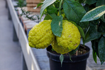 Fruits of a citron lemon on a plant in a greenhouse