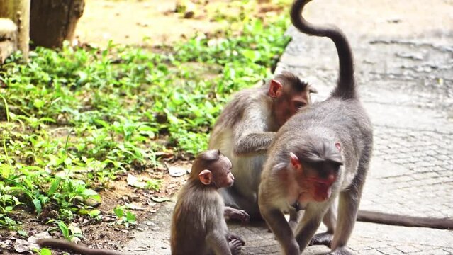Close-up of a monkey family, including a cute baby monkey.