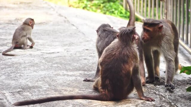Close-up of a monkey family, including a cute baby monkey.
