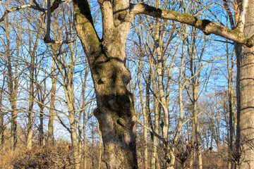 Fototapeta premium Gnarled bare branches of old trees seen from below against a bright blue sky