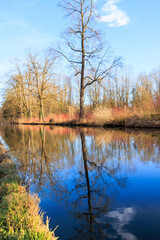 Red dogwoods and bare trees are reflected on a sunny winter's day without snow in a canal on the banks