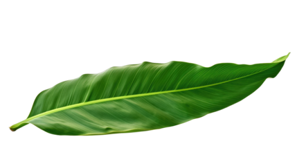 Banana leaf isolated on white or transparent background