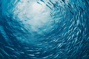 Poster Many underwater fish are swimming in a circle shape, sea ​​fish © Tar