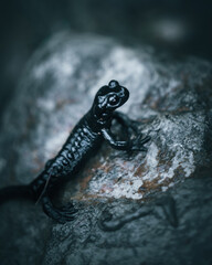 schwarzer Salamander