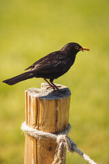A male blackbird perching on a tree stump. Male common blackbird, Turdus merula. blackbird on the hunt for insects. 