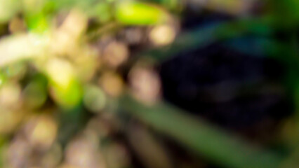 blurred background
