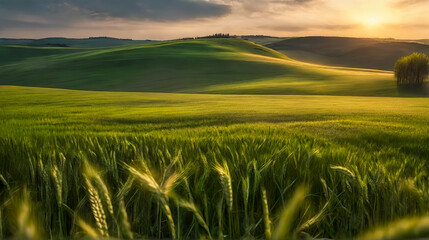 Fototapeta na wymiar Green cereal on a grain field in spring. Generated AI