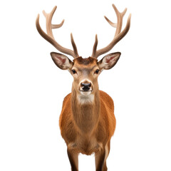 Naklejka na ściany i meble Deer on transparent background