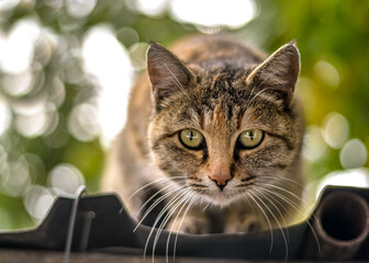 Playful domestic cat. Very shallow depth of field.