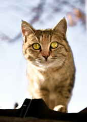 Playful domestic cat. Very shallow depth of field.