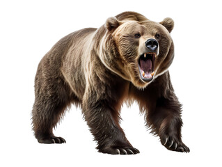 A Fierce Grizzly Bear, isolated on a transparent or white background