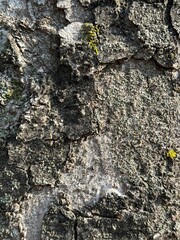 texture layer tree bark that crusty moss on