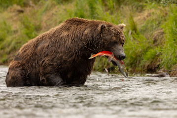 A brown bear fishing for salmon in Karmai. Alaksa