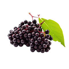 Fototapeta premium Elderberry on transparent background