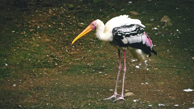 Portrait of painted stork bird vibrating its body, slow motion footage.