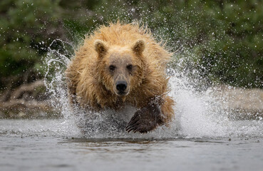 Fototapeta premium A brown bear fishing for salmon in Karmai. Alaksa