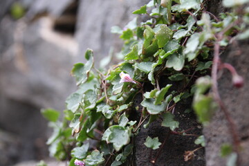 greens on wall