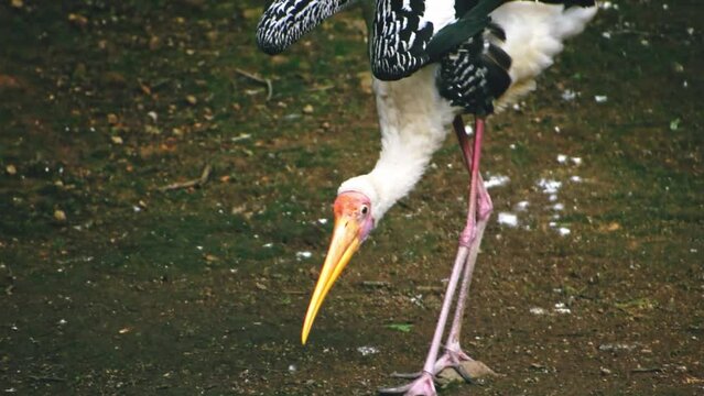 Closeup of painted stork bird looking for insects, slow motion footage.