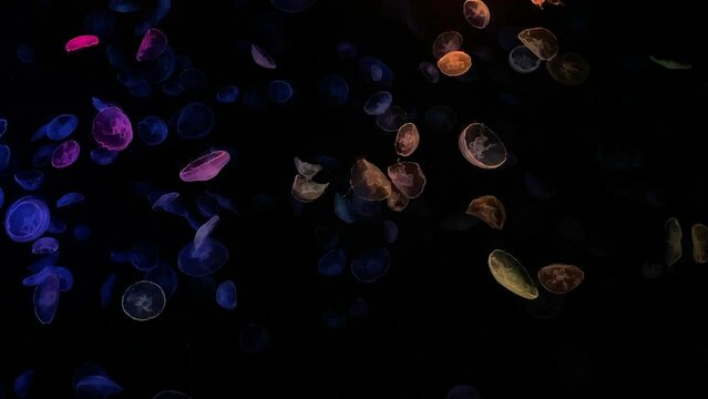 moon jellyfish ranbow color 4K UHD
