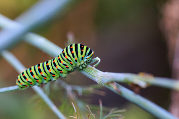 Farbiger Besuch im Garten