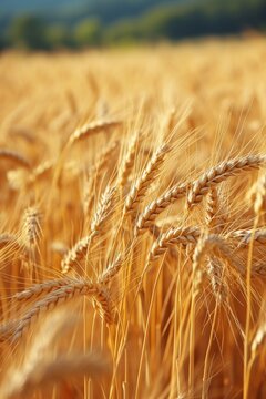Golden fields of wheat swaying in the wind, promising a bountiful harvest