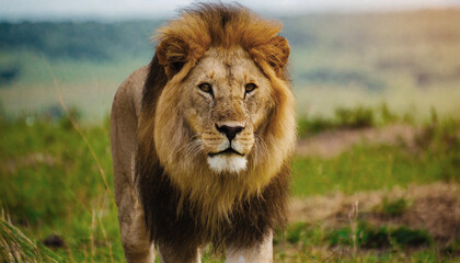 A beautiful lion in nature posing, closeup, the king of animals, cat like 