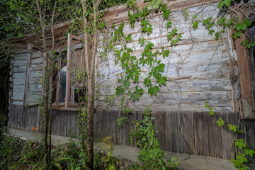 Stary dom drewniany wśród leśnej roślinności we wsi w środku lasu podczas ciemności pochmurnego popołudnia . - obrazy, fototapety, plakaty