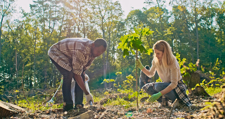 Young enthusiastic friends helping each other planting trees in picturesque forest. Caring African...