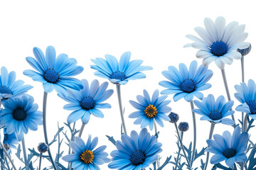 Fototapeta na wymiar Blue Daisy Flowers on Transparent Background