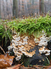 Wald Moose und Pilze bei feuchten Wetter
