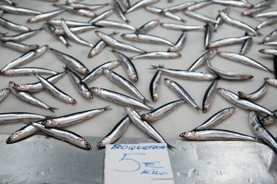 Fresh boquerones at the fish market. View of European anchovy or boquerones (Engraulis encrasicolus) displayed for sale in a seafood market in Spain.