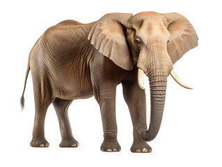 Obraz premium Regal African Elephant, isolated on a transparent or white background