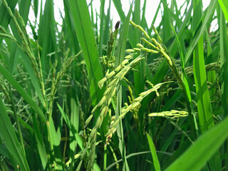 Ripe rice field and sky background Rice field in countryside of Thailand