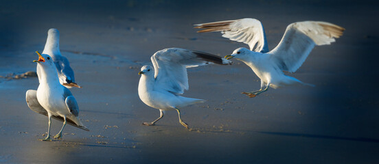 sea gulls on a beach