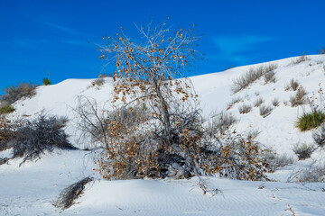 Drought-resistant desert vegetation on white gypsum sands in White sands National Monument, New Mexico