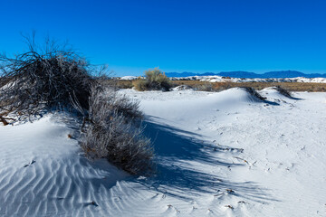 Drought-resistant desert vegetation on white gypsum sands in White sands National Monument, New...