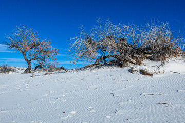 Drought-resistant desert vegetation on white gypsum sands in White sands National Monument, New Mexico