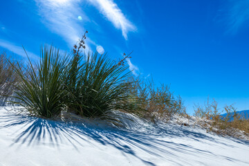 Yuccas and drought-resistant desert vegetation on white gypsum sands in White sands National...