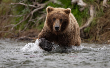 Obraz premium Brown bear fishing for salmon in Katmai, Alaska. 