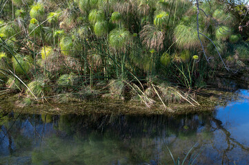 fiume Ciane e i suoi papiri